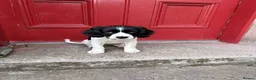 Sprocker dogs for sale: Beautiful 12 week old Sprocker pup - Advert 6