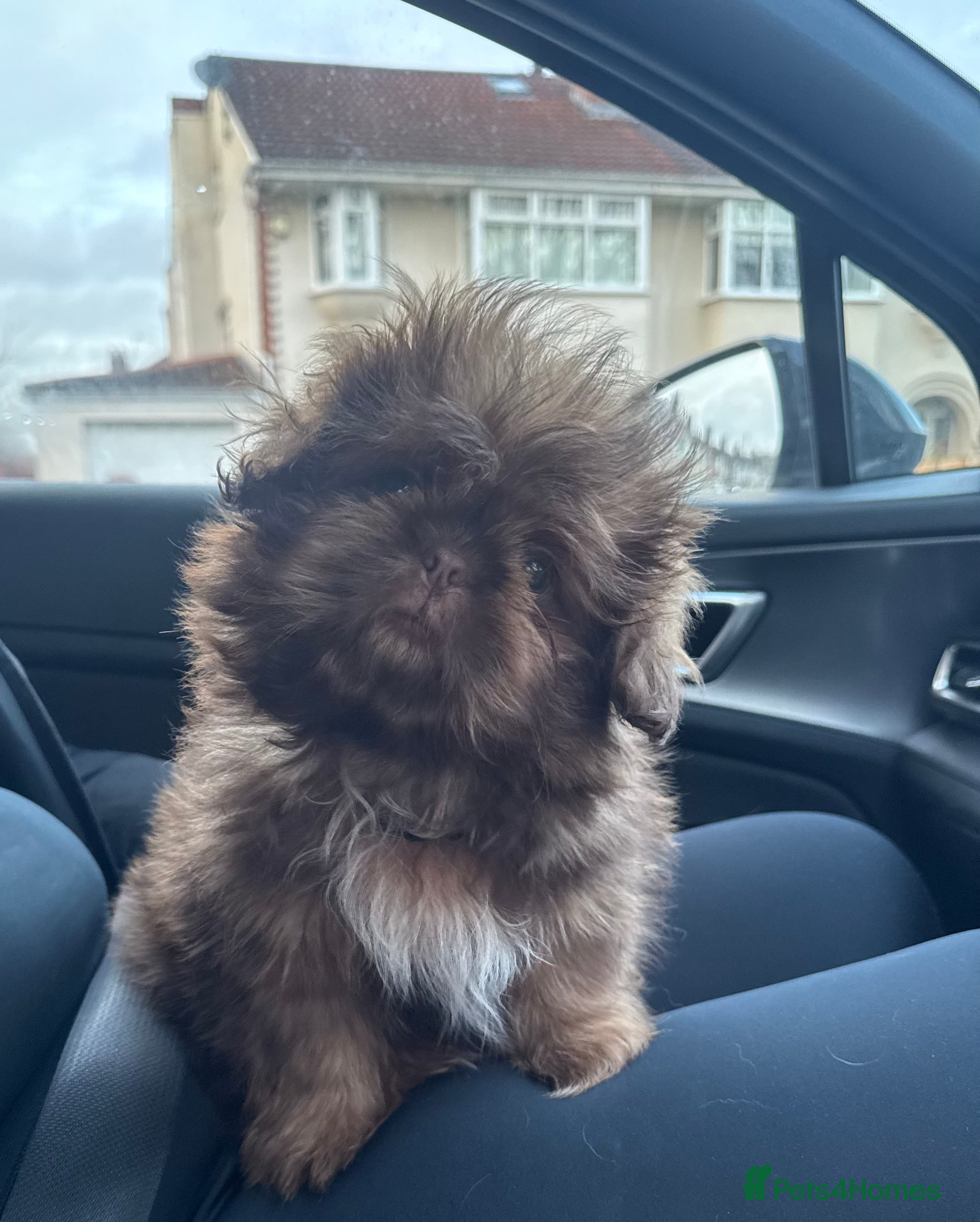 Shih Tzu dogs Chocolate imperial shihtzu puppies READY NOW - Advert 1
