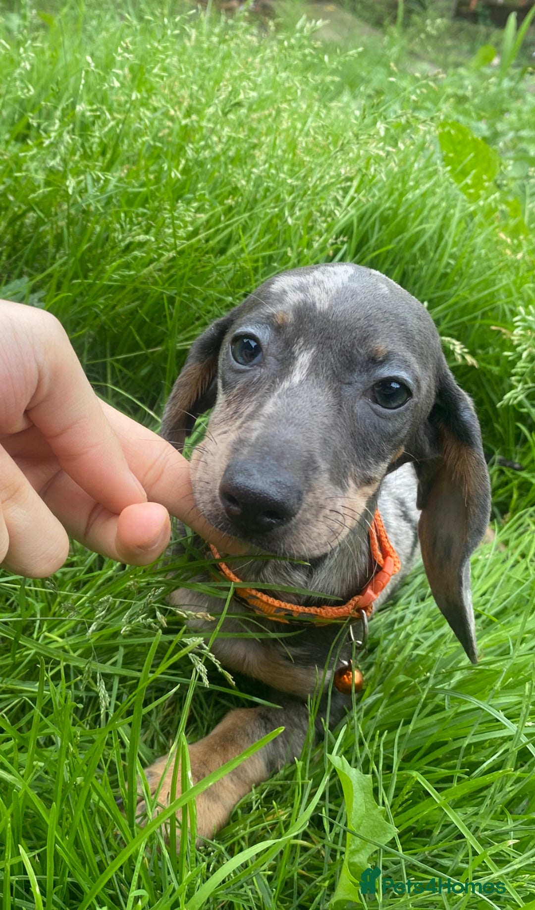 Miniature Dachshund dogs for sale: ONE GIRL LEFT! Gorgeous miniature dachshunds  - Image 5