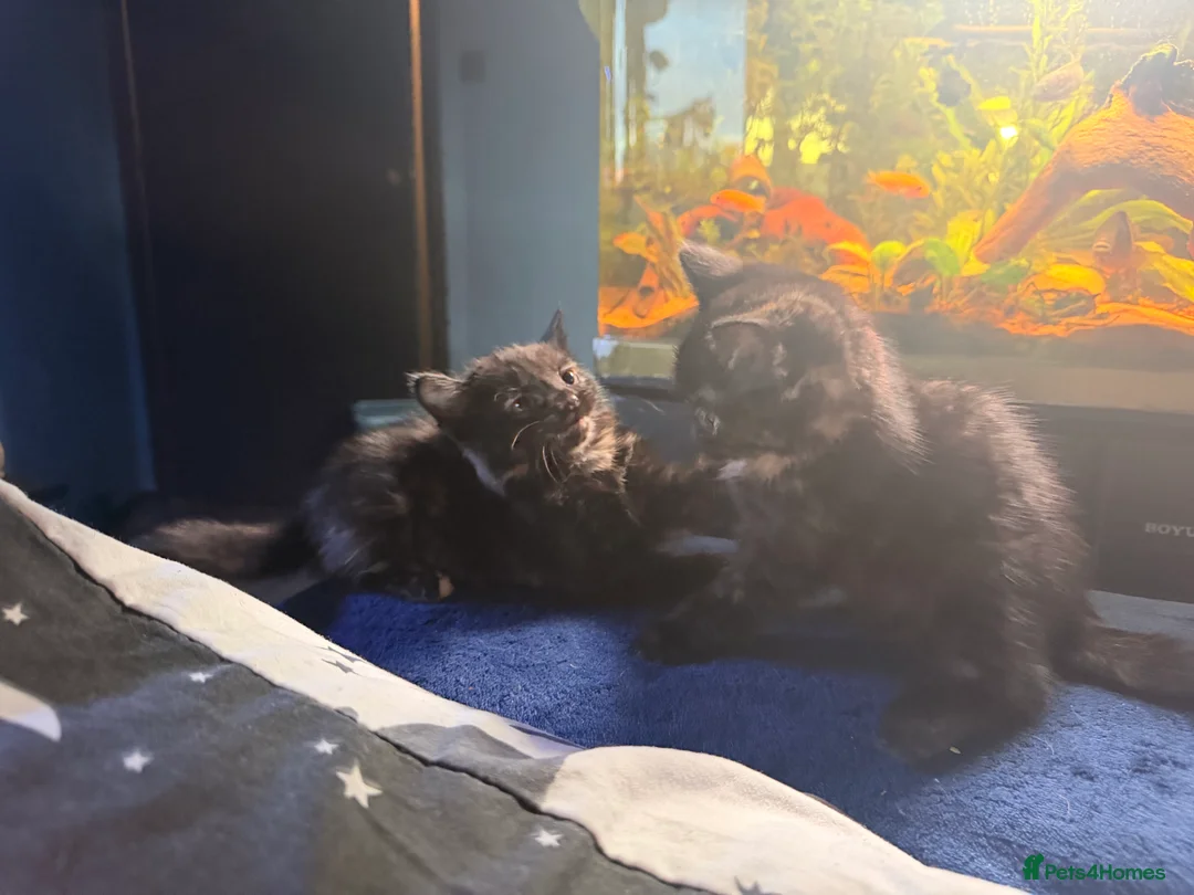 Domestic Shorthair cats for sale: 2 baby tortioushell kittens left - Advert 2