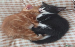 Mixed Breed cats for sale: Female and Male kittens looking for new home. - Image 3