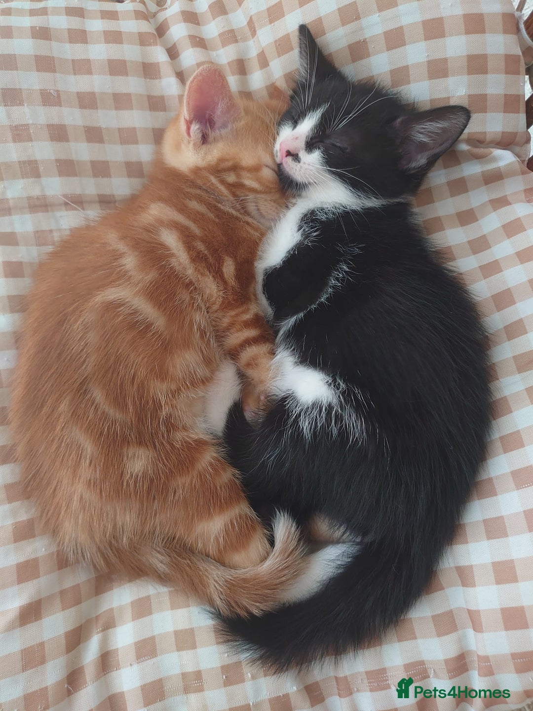 Mixed Breed cats for sale: Female and Male kittens looking for new home. - Image 3
