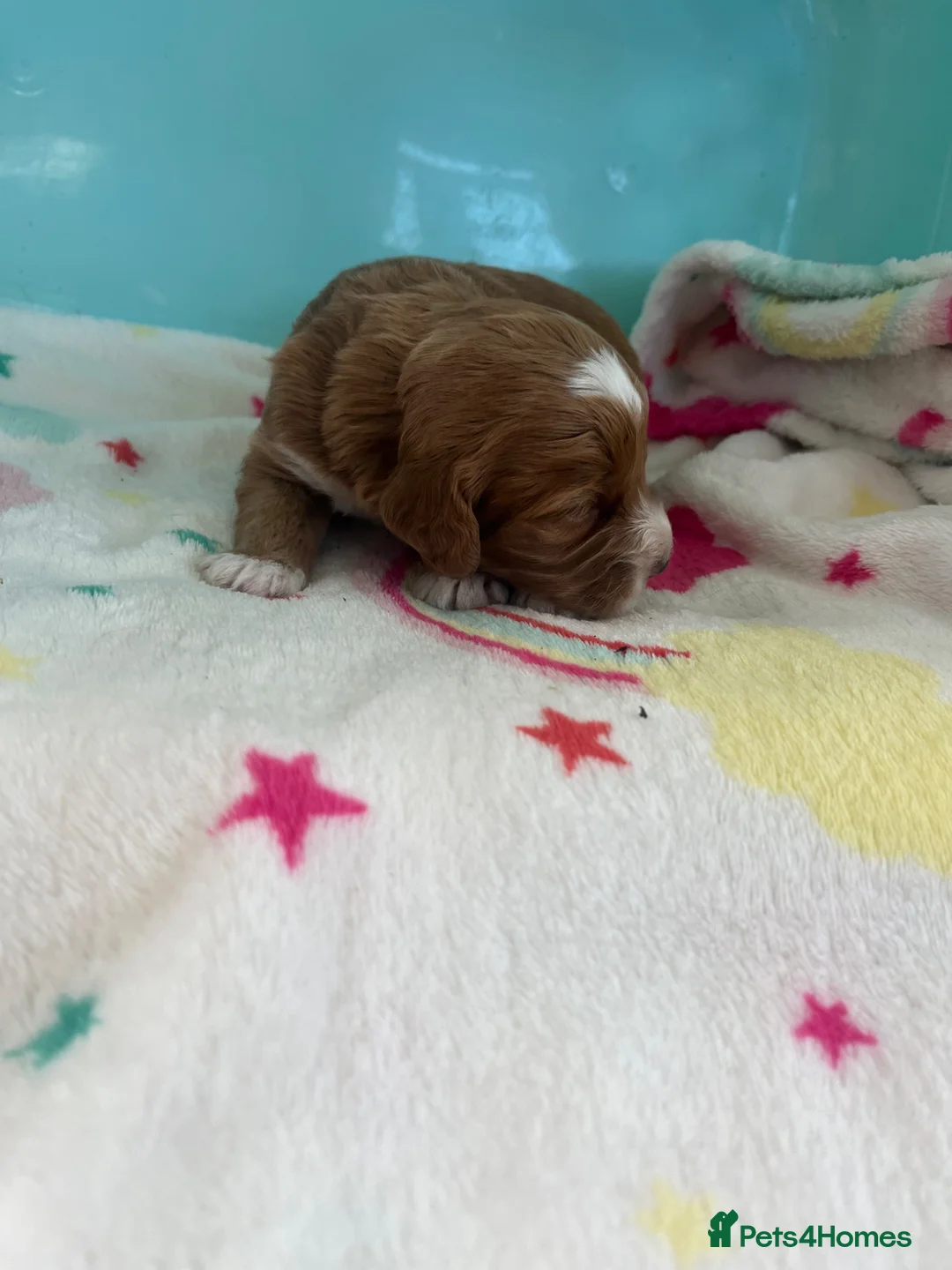 Cockapoo dogs for sale: Stunning cockapoo’s puppies  - Advert 19