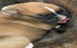 Boxer dogs for sale: A Second Chance for a Gentle Boxer - Advert 5