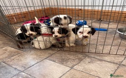Cocker Spaniel dogs for sale: Cocker spaniel puppies - Image 17