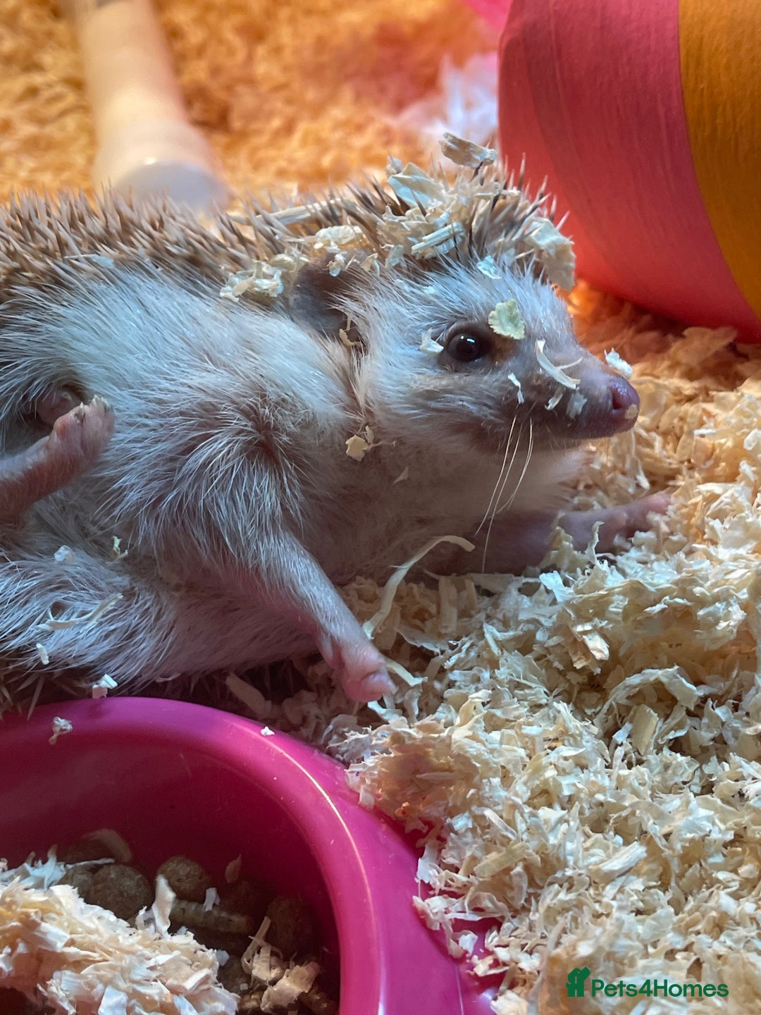 Tortoise reptiles for sale: Hedgehog  - Advert 3