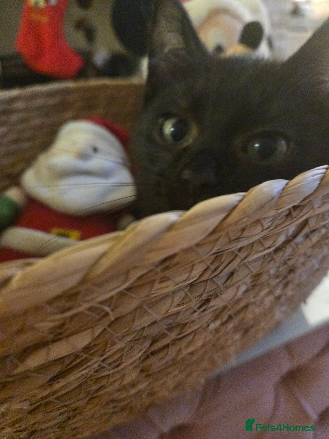 Ragdoll cats for sale: Radoll mix British short haired kittens - Advert 21