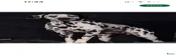 Dalmatian dogs for sale: 💫🐾 Dalmatian puppies due soon 🐾💫 in Upminster - Advert 3