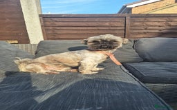 Shih Tzu dogs for sale: Lovely lili - Image 2