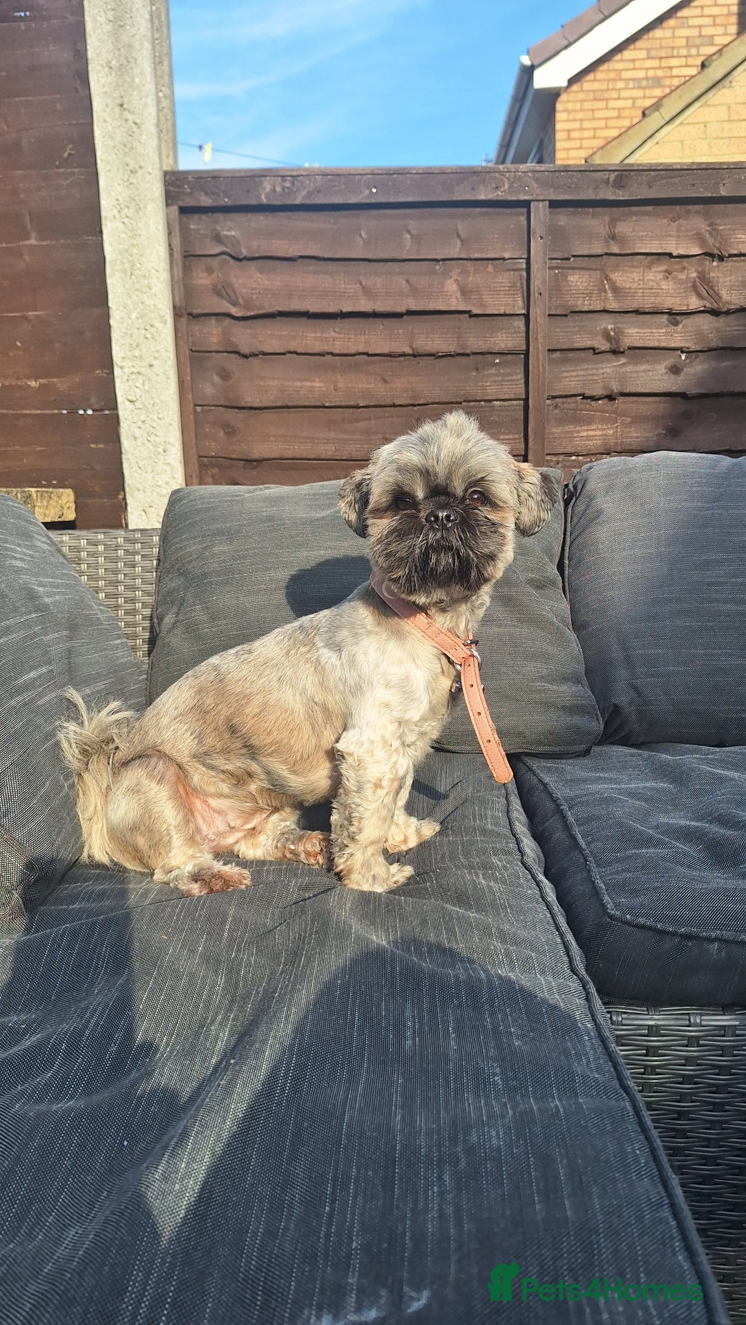 Shih Tzu dogs for sale: Lovely lili - Image 2