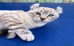 Savannah cats for sale: Breath taking wild looking girl  - Image 29