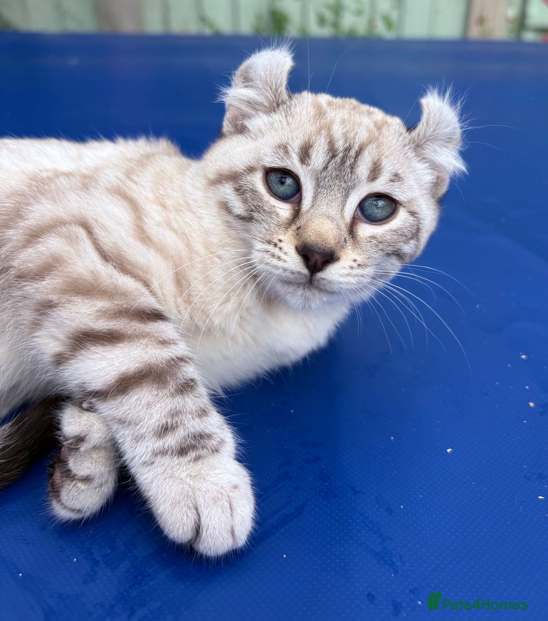 Savannah cats for sale: Breath taking wild looking girl  - Image 29