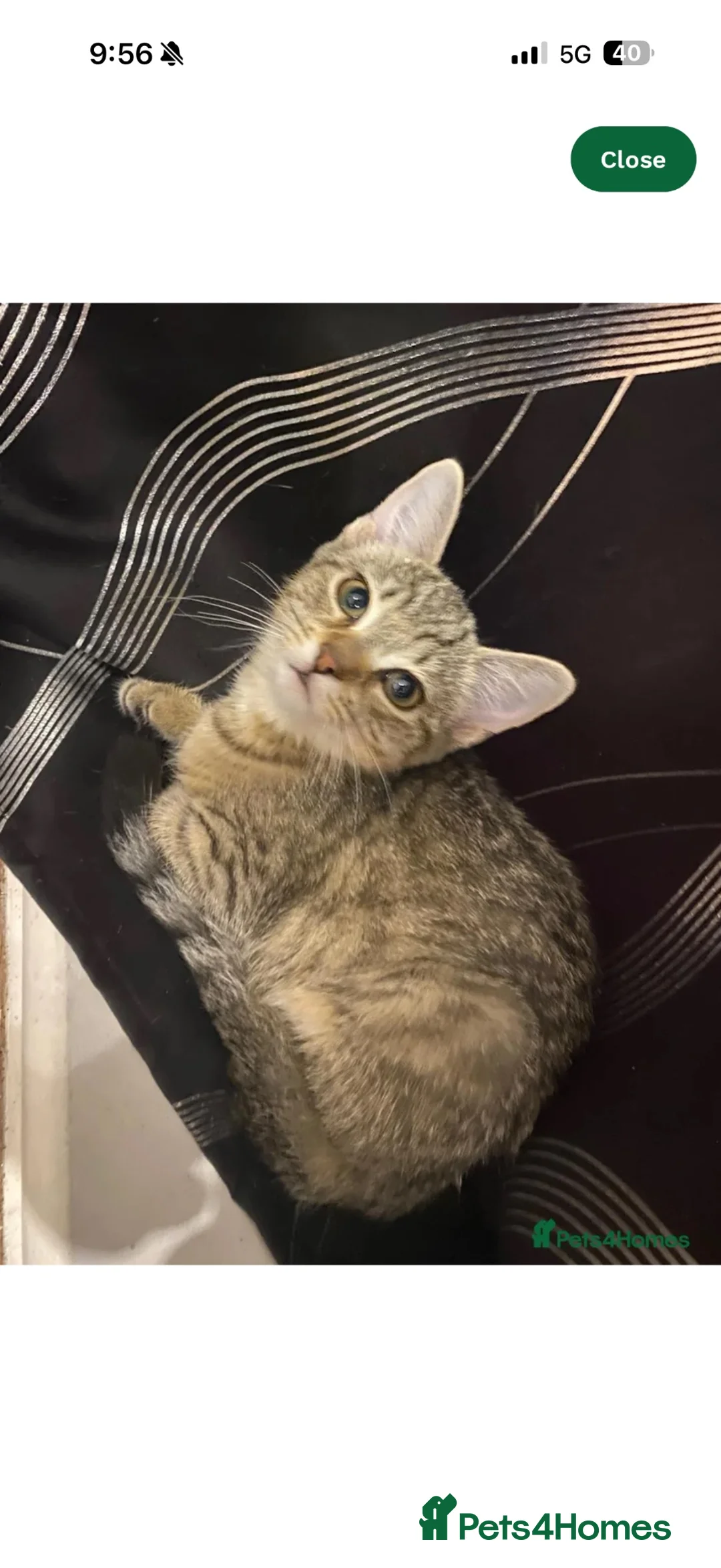 Mixed Breed cats for sale: 2 kittens for sale  - Advert 2