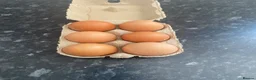 Chickens poultry for sale: 5 hens in Buxton - Advert 3