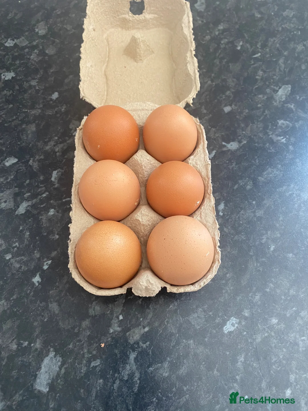 Chickens poultry for sale: 5 hens in Buxton - Advert 3