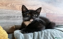 Mixed Breed cats for adoption: 💙🐱 OREO & SHADOW 😺💙 - Image 1