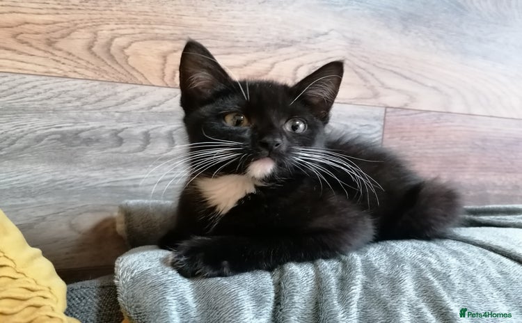 Mixed Breed cats - Advert 1