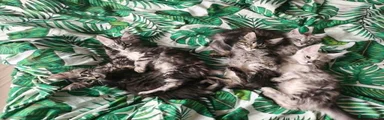 Maine Coon 4