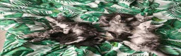 Maine Coon cats for sale: ✨ STUNNING TICA REGISTERED MAINE COON KITTENS ✨ in Livingston - Advert 15