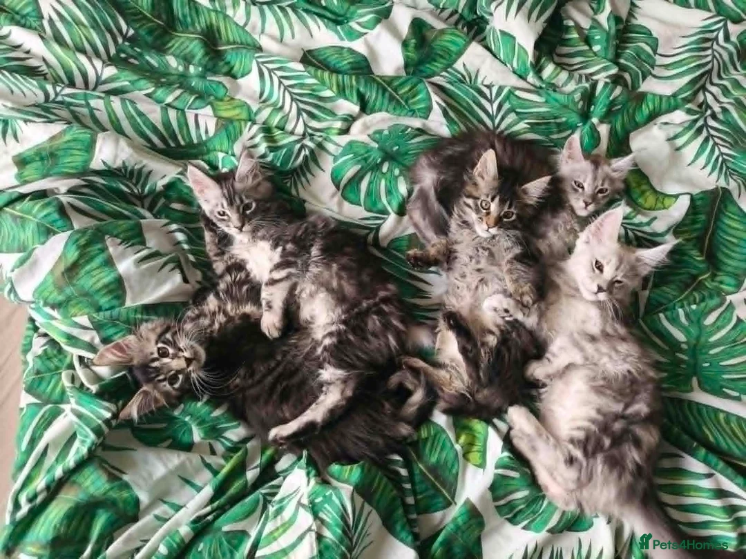 Maine Coon cats for sale: ✨ STUNNING TICA REGISTERED MAINE COON KITTENS ✨ in Livingston - Advert 15