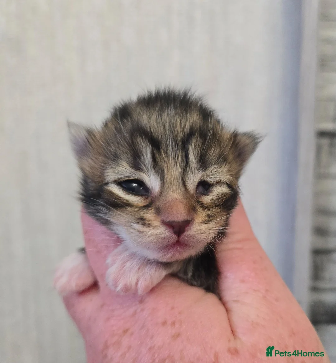 Maine Coon cats for sale: Beautiful Maine Coon Kittens  - Advert 20