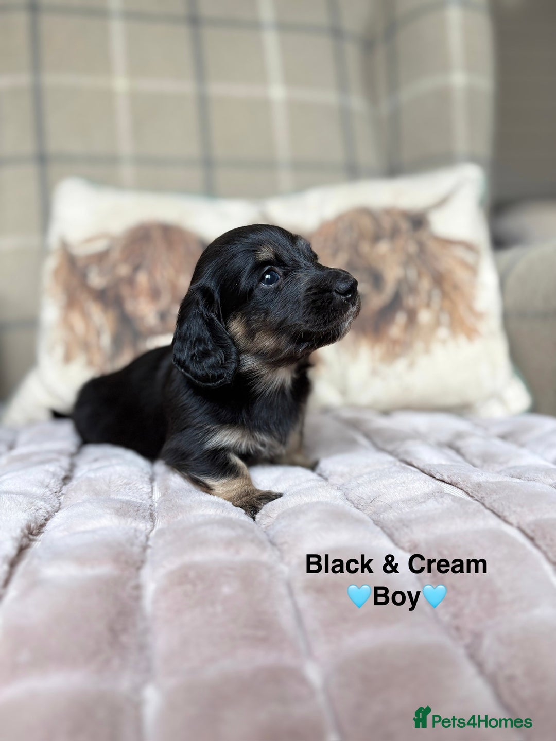 Miniature Dachshund dogs for sale: 🩷LONG HAIRED CREAM DACHSHUNDS🩵 - Advert 8