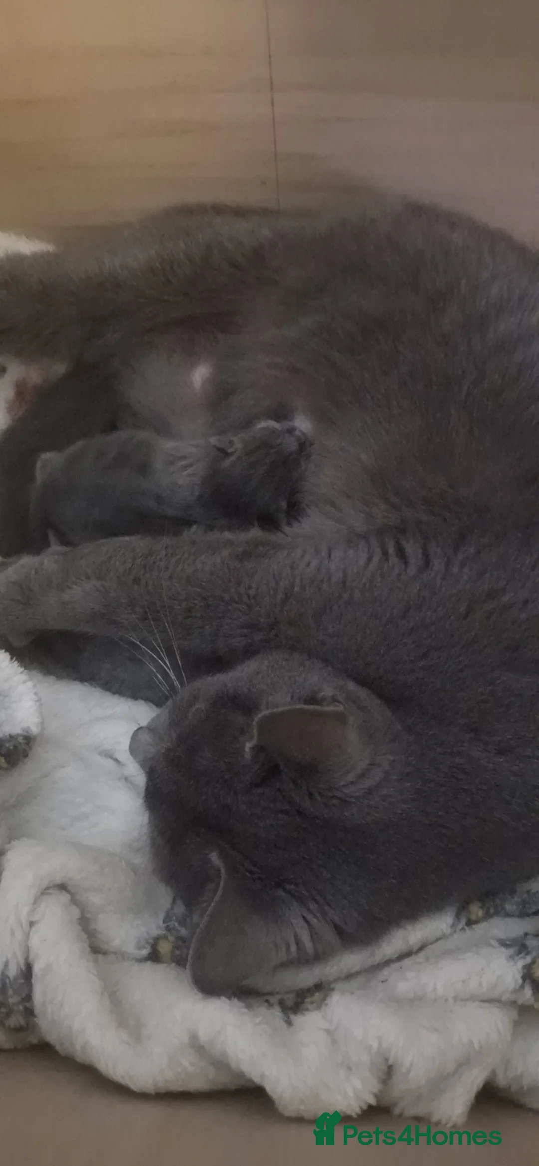 Russian Blue cats for sale: Beautiful Russian blue kittens  - Advert 1