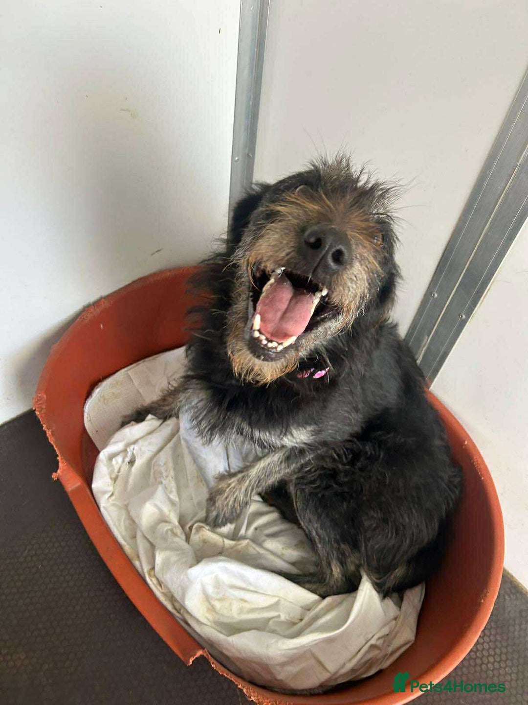 Mixed Breed dogs for adoption: ROSIE  - Advert 8