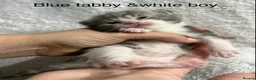 American Shorthair cats for sale: Mixed litter  - Advert 3