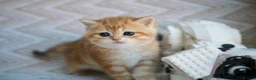 British Shorthair cats for sale: 💙British shorthair kittens available  - Advert 10