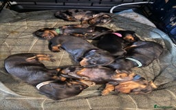 Miniature Dachshund dogs for sale: Ready Now! Smooth coat 1 boy 1 girl - Image 10