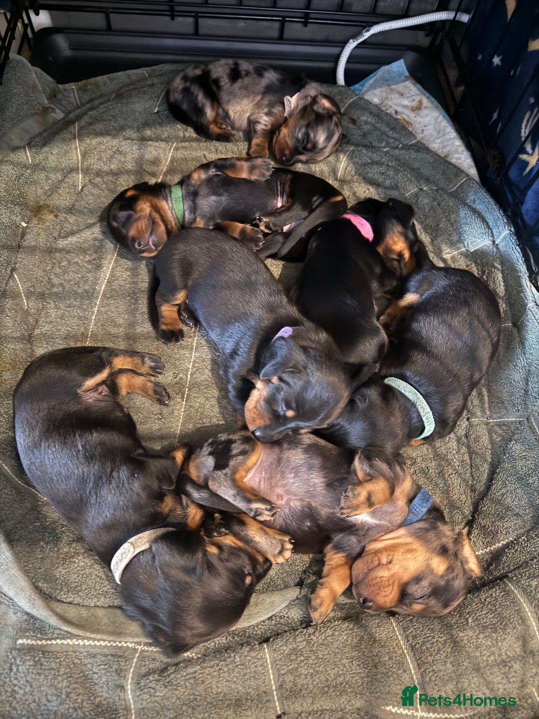 Miniature Dachshund dogs for sale: Ready Now! Smooth coat 1 boy 1 girl - Image 10