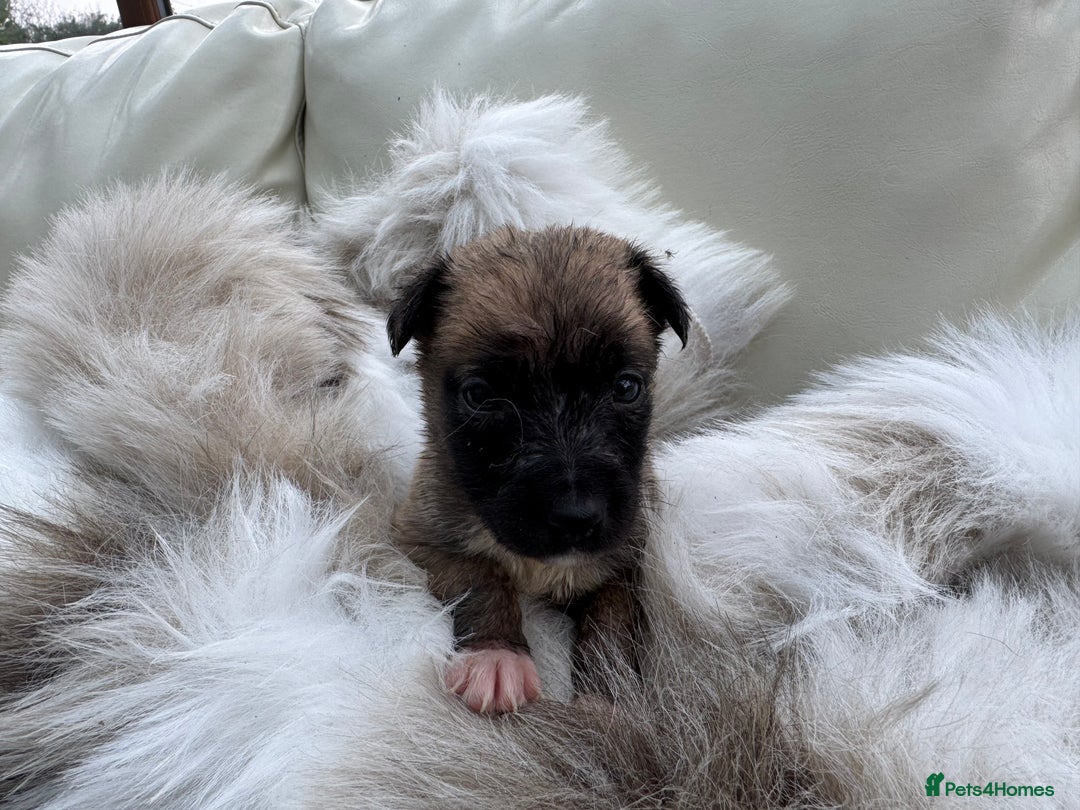 Mixed Breed dogs for sale: 🐾 Beautiful Whippet x Collie Puppies! 🐾 - Image 4