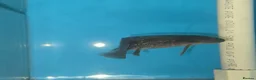 Axolotl reptiles for sale: Small And Big Axolotl, multiple sizes and colours! - Advert 7