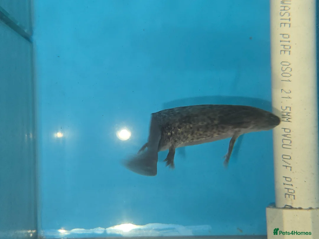Axolotl reptiles for sale: Small And Big Axolotl, multiple sizes and colours! - Advert 7