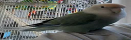 Parrots birds for sale: Lovable Parrots Ready for Caring Homes in Hornchurch - Advert 5