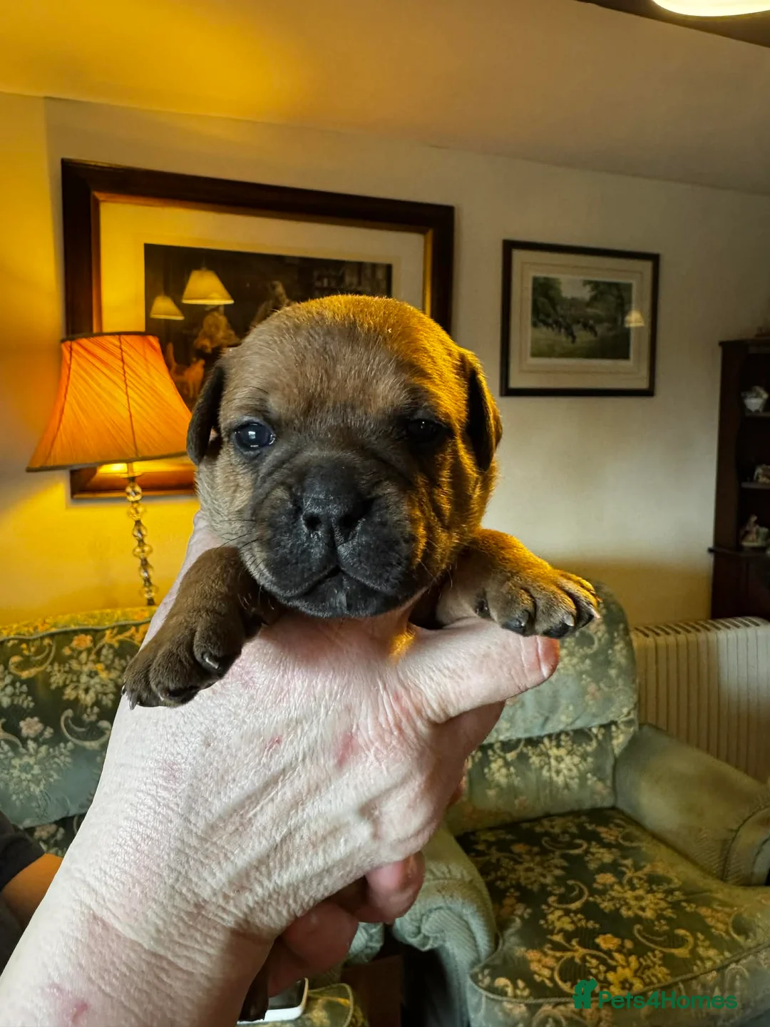 Staffordshire Bull Terrier dogs for sale: Stunning red dog puppies  - Advert 10