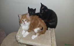 Mixed Breed cats for sale: Adorable kittens  - Image 10