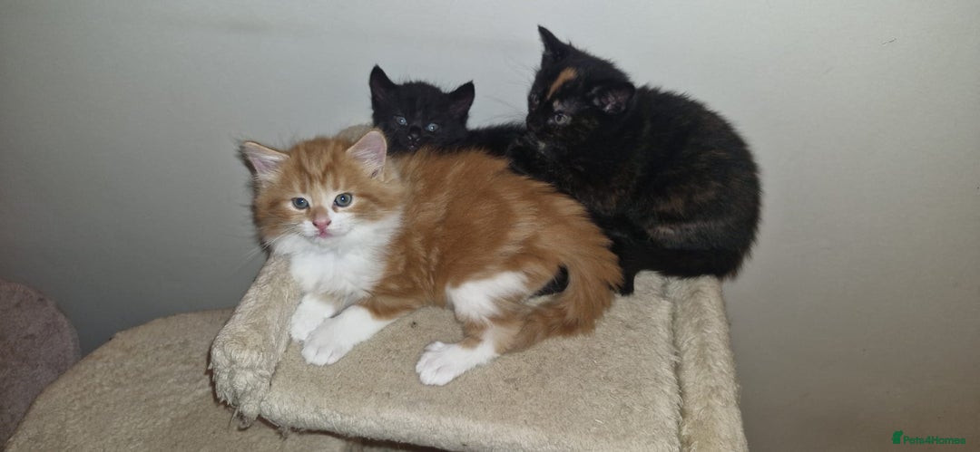 Mixed Breed cats for sale: Adorable kittens  - Image 10