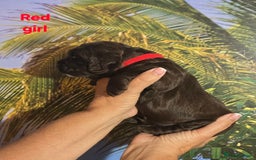 Sprocker dogs for sale: Beautiful Sproker pups for sale   - Image 14