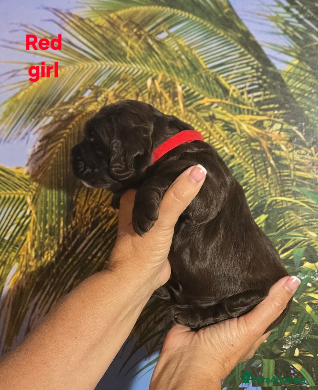 Sprocker dogs for sale: Beautiful Sproker pups for sale   - Image 14