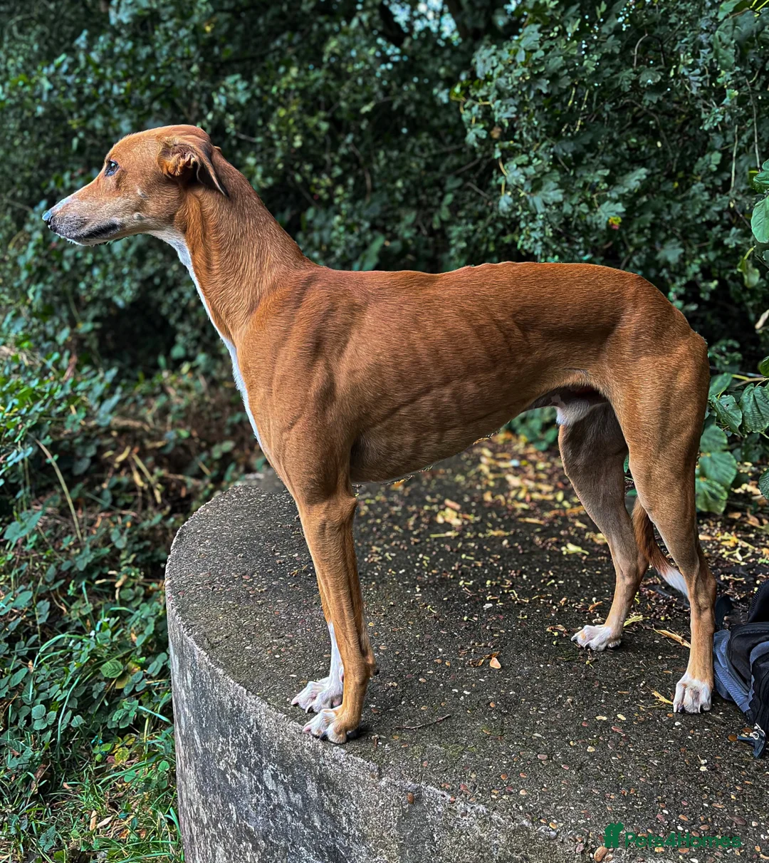 Mixed Breed dogs for stud: Saluki/greyhound. collie/bull greyhound  - Advert 2