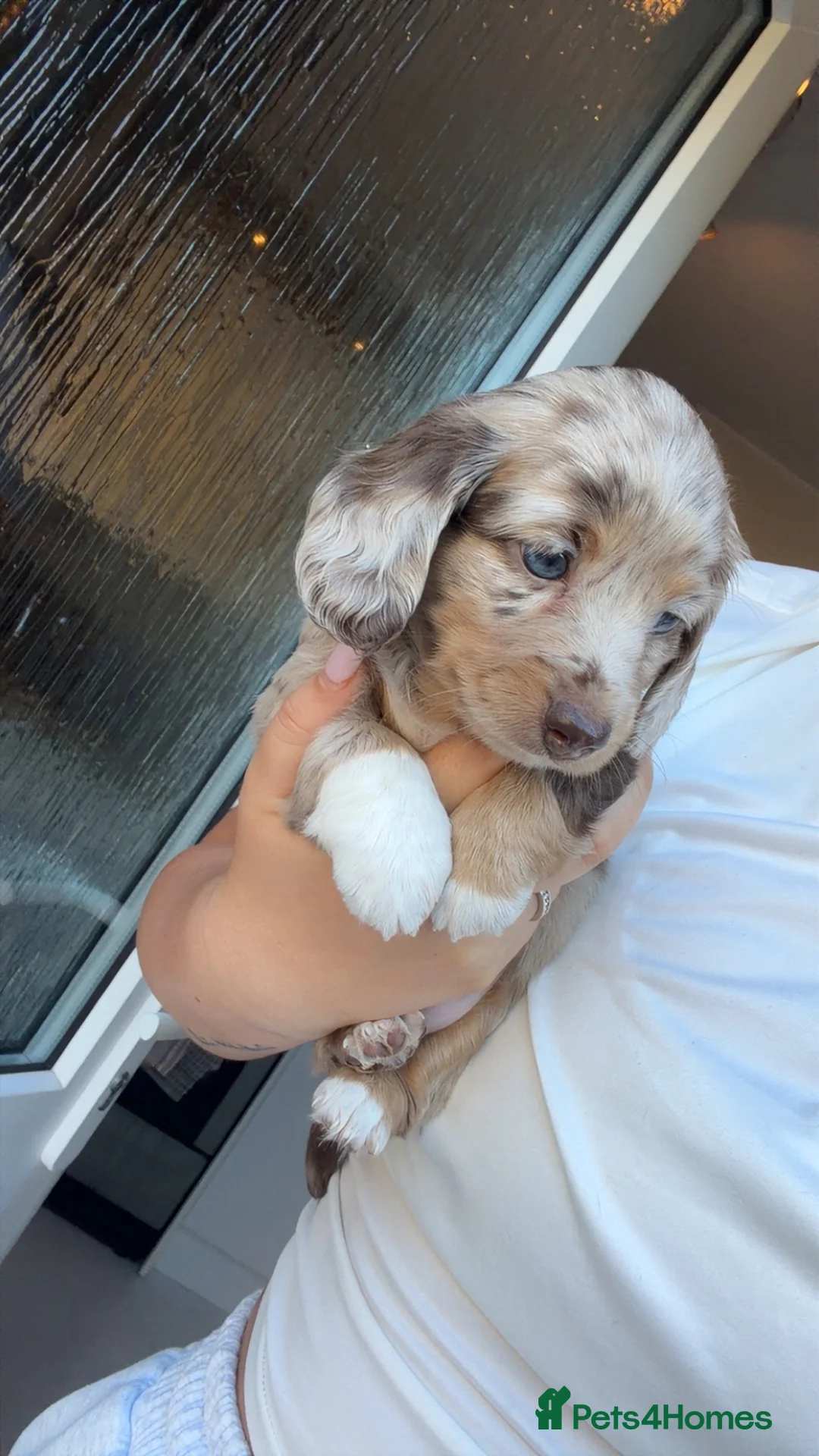 Miniature Dachshund dogs for sale: Fluffy miniature dachshund  - Advert 21