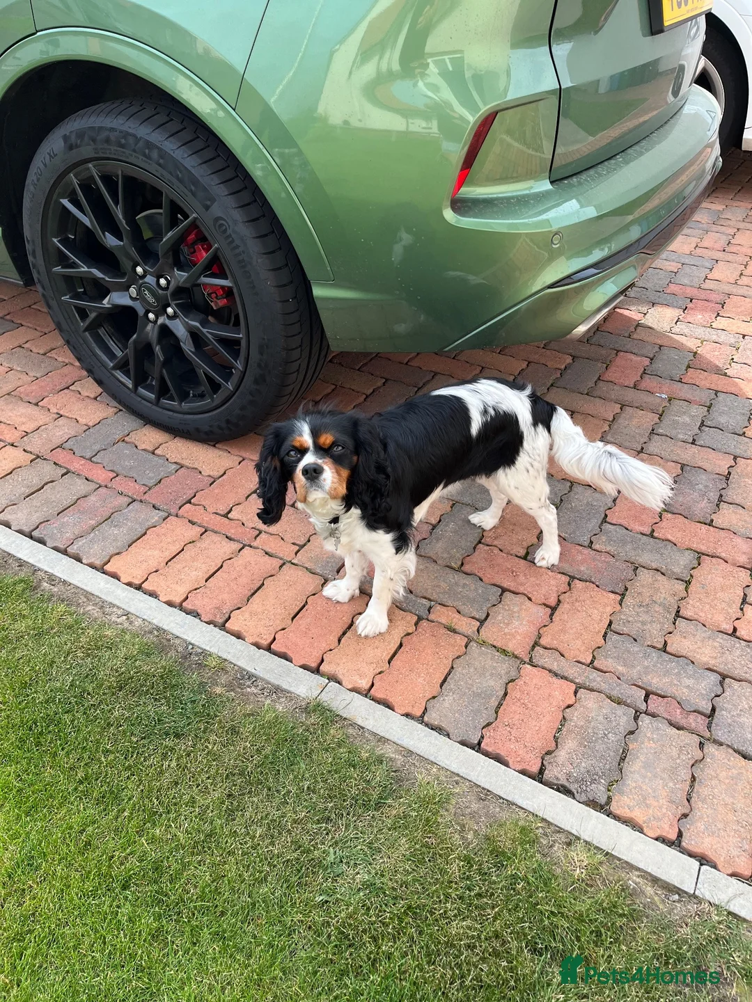Cavalier King Charles Spaniel dogs for stud: Maisie moo in Cupar - Advert 2