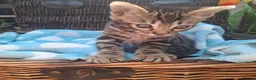 Bengal cats for sale: Stunning Bengal Kittens  - Advert 30