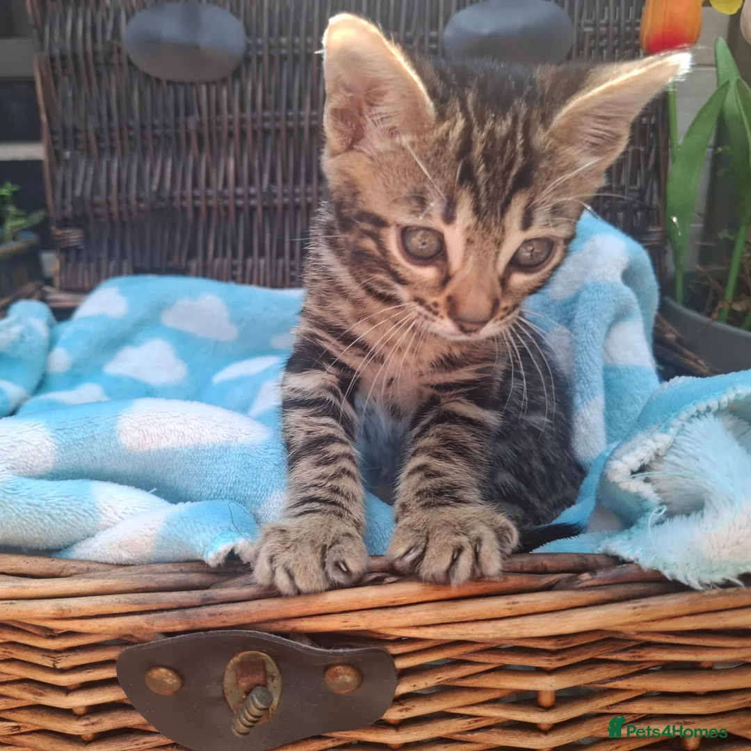Bengal cats for sale: Stunning Bengal Kittens  - Advert 30