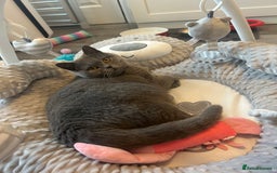 British Shorthair cats for sale: Retired British Queens - Image 1