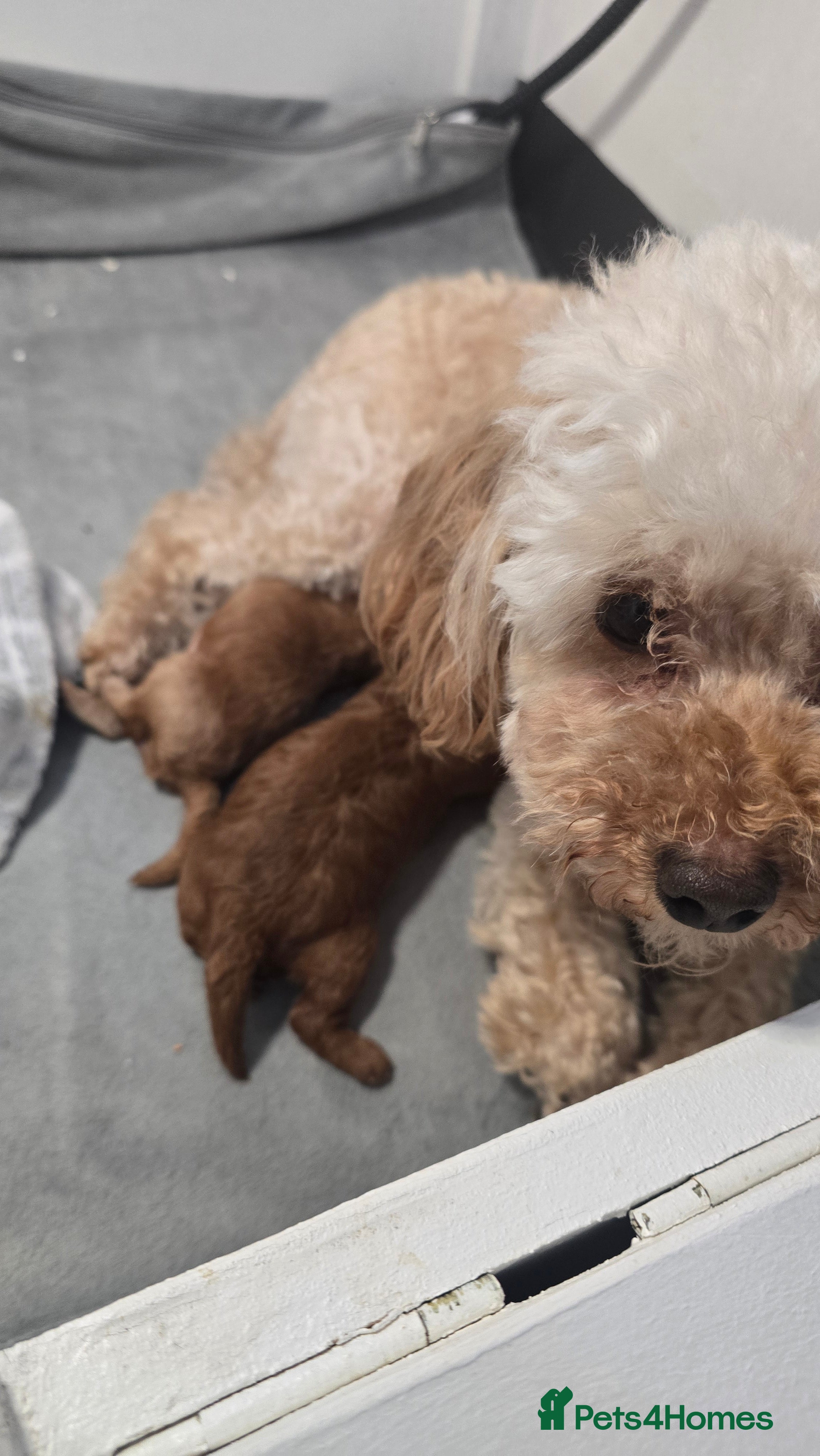 Toy Poodle dogs Exquisite purebreed toy poodle female  - Advert 1