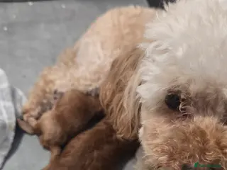 Toy Poodle dogs Exquisite purebreed toy poodle female - Advert 1