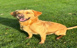 Labrador Retriever dogs for sale: Brockwell Gundogs  - Image 16